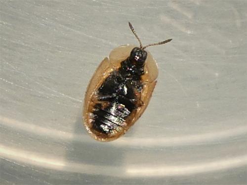 Cassida nobilis